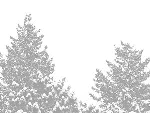 Nadelbaum-Spitzen mit schneebedeckten Spitzen
