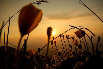 Sonnenuntergang zwischen den Mohnblumen auf dem Mont Ventoux von Beeldpracht by Maaike