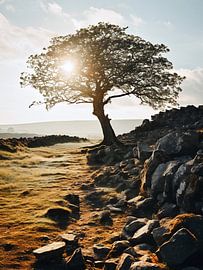 Tree in the sunrise