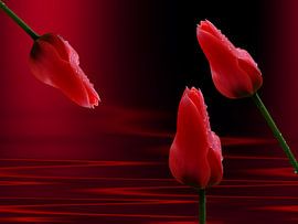 Nasse Tulpen van Martina Fornal