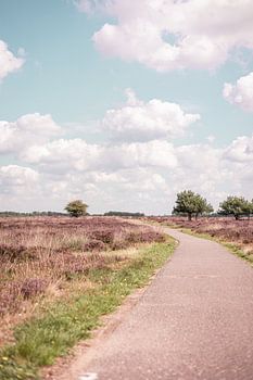 Fietsweg op de Veluwe
