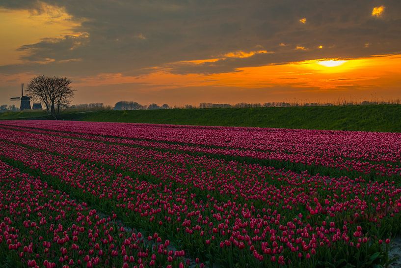 tulip field along the dike by peterheinspictures