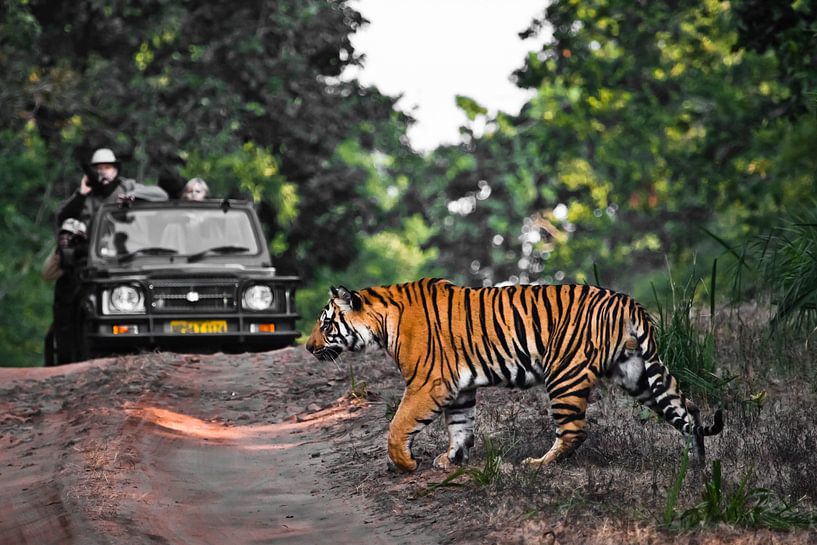 Een tijger steekt de weg over voor een jeep. van Michael Semenov