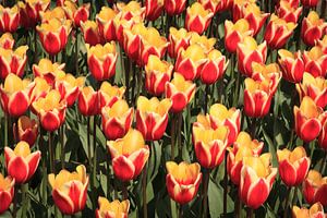 Viele rote und gelbe Tulpen