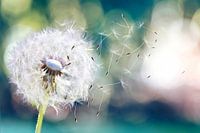 Dandelion in the wind