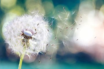 Pusteblume im Wind von Herbert Blum