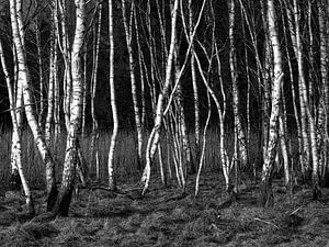Birkenwald