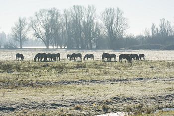 Koniks paarden silhouet 3