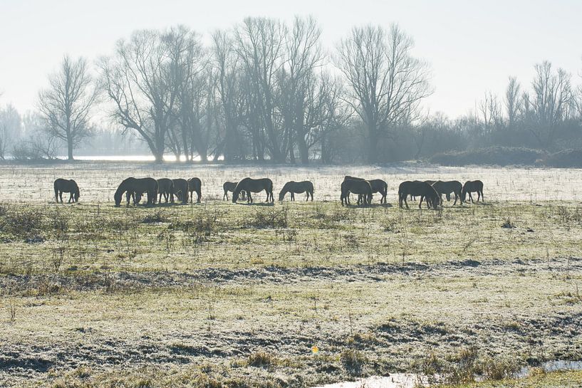 Konik's horses silhouette 3 by Timo Kant