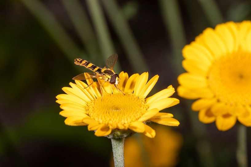 Schwebfliege auf einer gelben Blume von Hans-Jürgen Janda