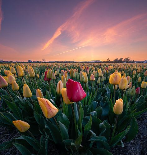 Explosion des couleurs