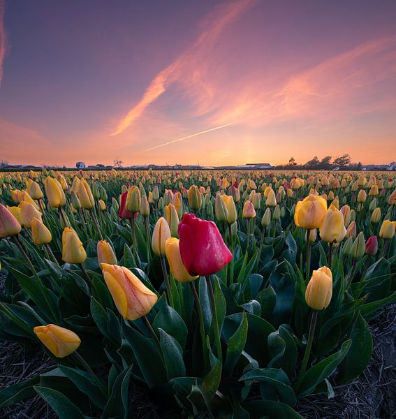 Color Explosion by Corné Ouwehand