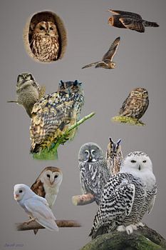 OWLS
