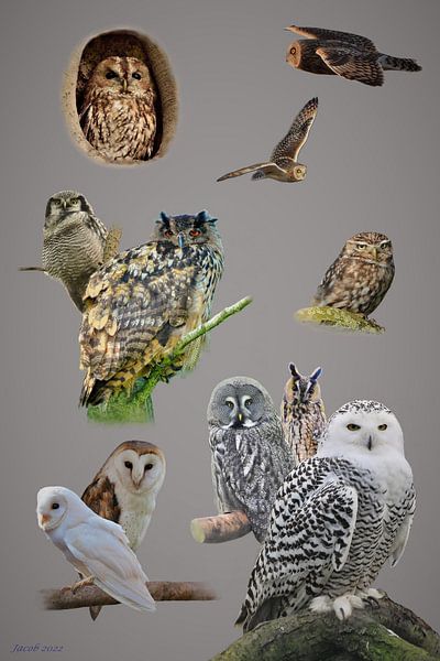 OWLS von Jacob