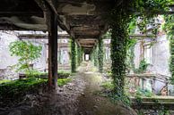 Verlassener gewachsener Korridor. von Roman Robroek – Fotos verlassener Gebäude Miniaturansicht