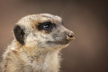 Meerkat on the lookout by Joy van der Beek