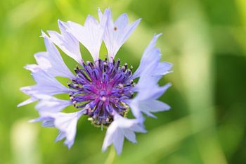 Closeup macro cornflower wild plant