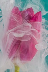 Umhüllt von einer Schicht weißen Rauchs: Die fuchsiafarbene Tulpe