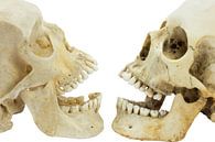 Twee schedels van mensen tegenover elkaar par Ben Schonewille Aperçu