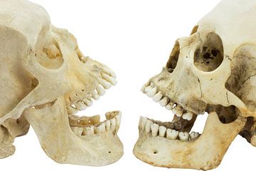 Two human skulls opposite of each other sur Ben Schonewille