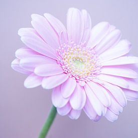 Thijs van Hazendonk Profilfoto