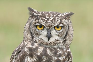Spotted Eagle-Owl (Bubo africanus) by Ronald Pol