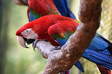 Papegaaien en ara's: Close-up van Groenvleugelara van Rini Kools