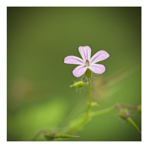 Robertskruid van Albert Wester Terschelling Photography