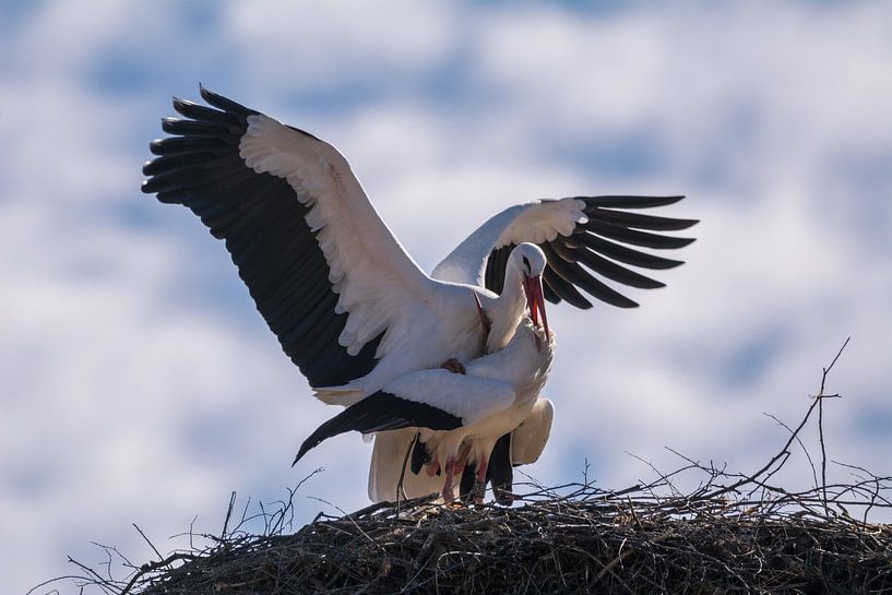 Stork pair in the nest by Tobias Luxberg