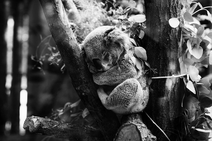 Sleeping Koala by Walljar