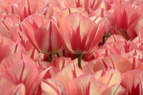 Tulip Spring Break 2026