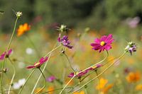 Cosmea