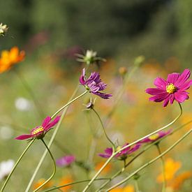 Cosmea sur Annemarie Arensen