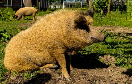 Varkens op de Warmonderhof