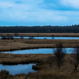 Ältestes Heidefeld im Norden der Niederlande von Tom Holmes