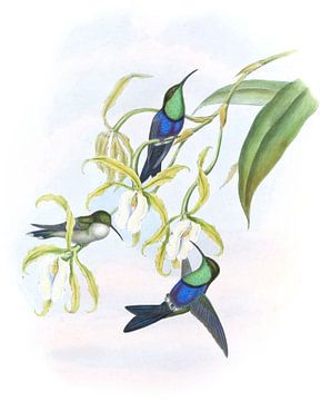 Wood-Nymph à bandes noires, John Gould sur Hummingbirds