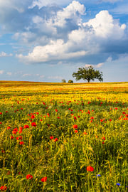 Mohn- und Getreidefeld mit Baum III