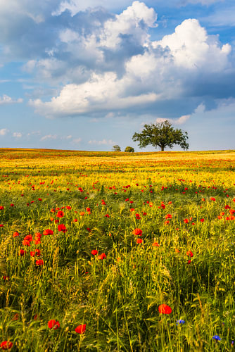 Mohn- und Getreidefeld mit Baum III
