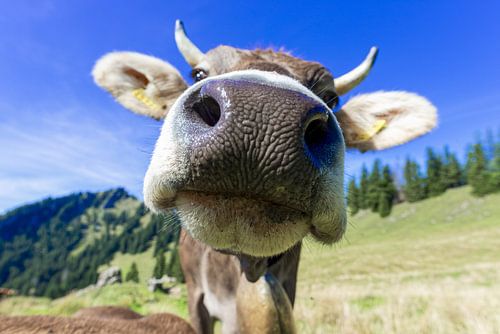 De ziel van de Allgäu met zachte ogen