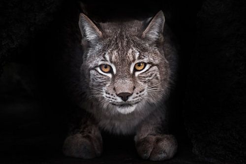 Uitbeeldingen van de lynx met een volledig zwart gezicht op de achtergrond van een grote kat.