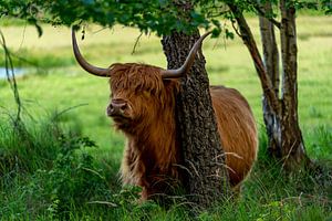 Highlander-Birnenraum Texel von Texel360Fotografie Richard Heerschap