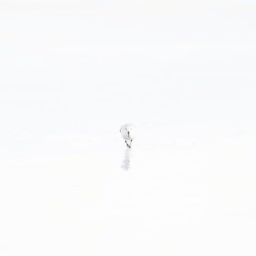 Minimalistischer Strandbewohner