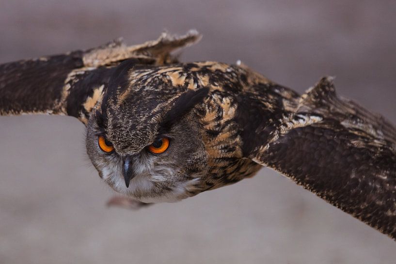 Majestic Owl by Hello Pompoyo