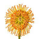 Nutan, (Leucospermum) mit weißem Hintergrund von Carola Schellekens Miniaturansicht