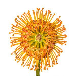 Nutan, (Leucospermum) avec un fond blanc