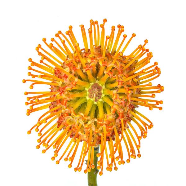 Nutan, (Leucospermum) mit weißem Hintergrund von Carola Schellekens