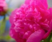 "Peony"in perfectie