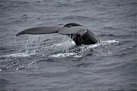 Humpback whale