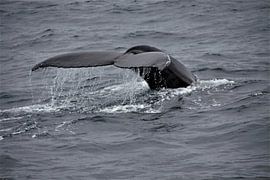 Humpback whale by Marvelli