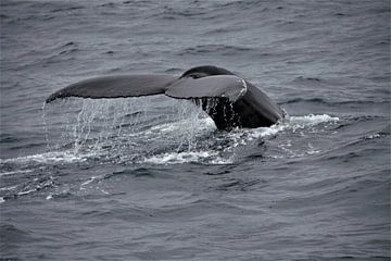 Baleine à bosse sur Marvelli